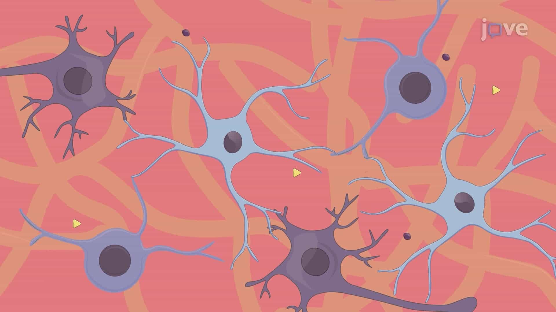 Electrical Stimulation-Induced Differentiation of Neural Stem and Progenitor Cells