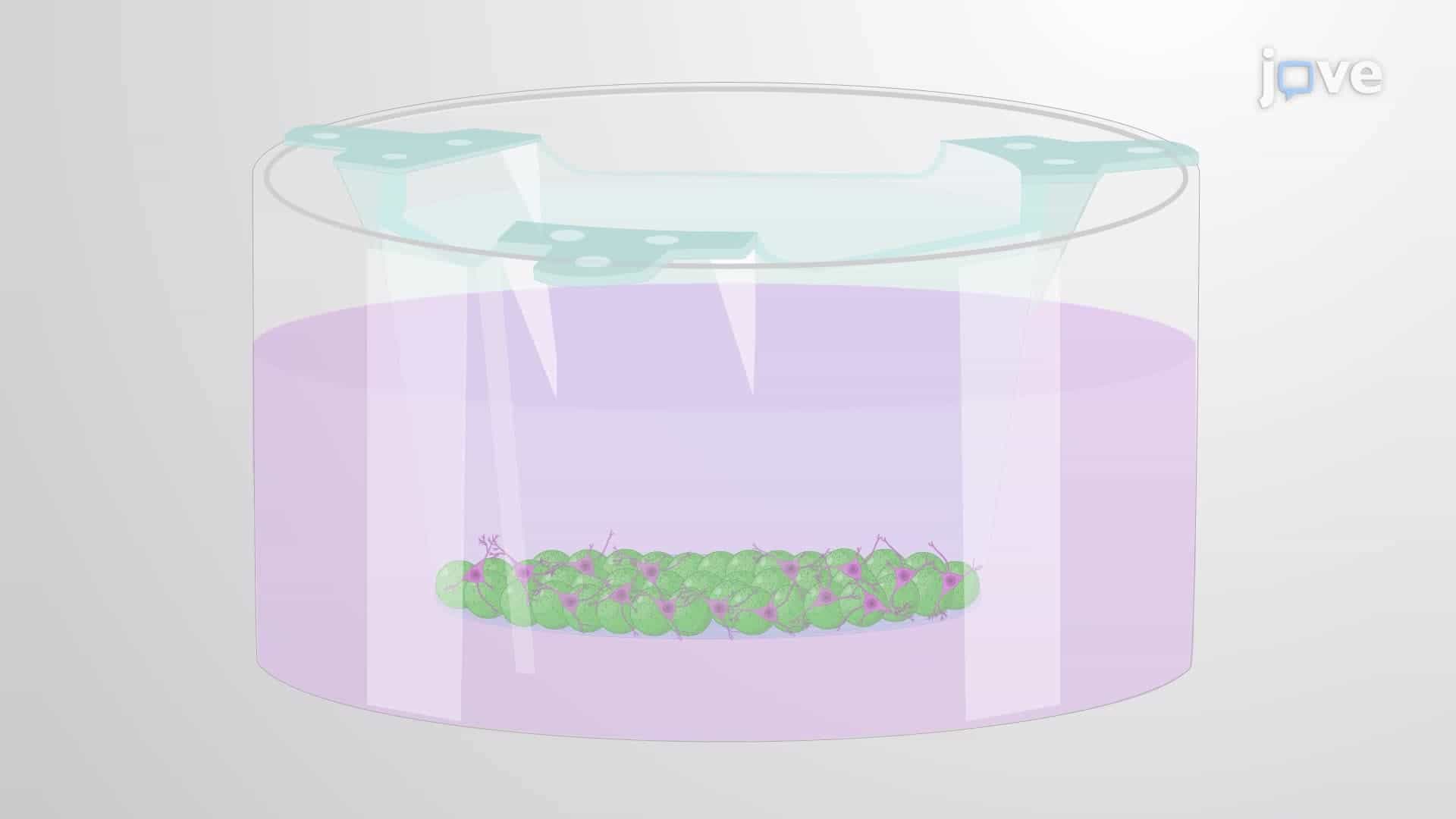 Building Three-Dimensional Neuronal Networks Coupled to Micro-Electrode Arrays