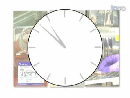 Feeder-Free Adaptation, Culture and Passaging of Human IPS Cells using Complete KnockOut Serum Replacement Feeder-Free Medium