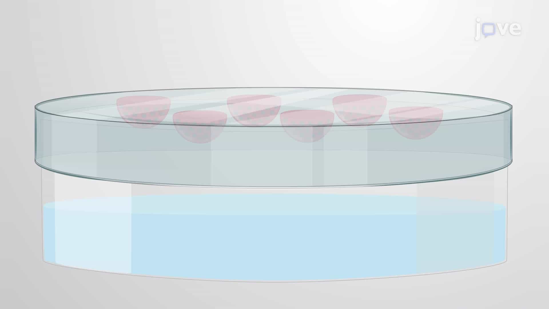 Developing Neuron Balls Using a Hanging Drop Culture Technique