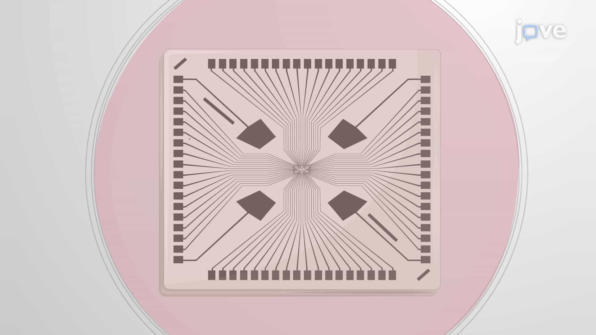 Culturing Murine Spiral Ganglion Neuron Explants on Multielectrode Arrays