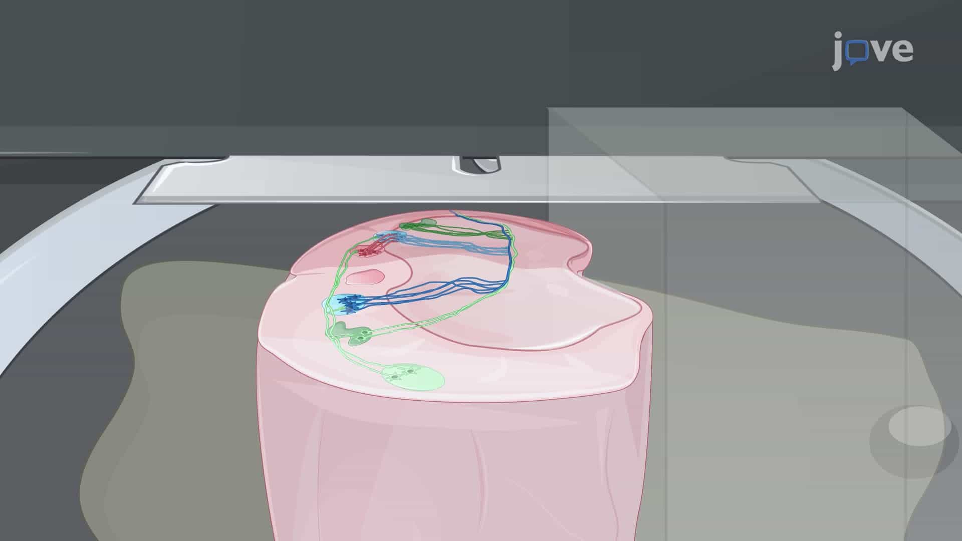 Preparing Wedge Brain Slices to Visualize Auditory Neurons