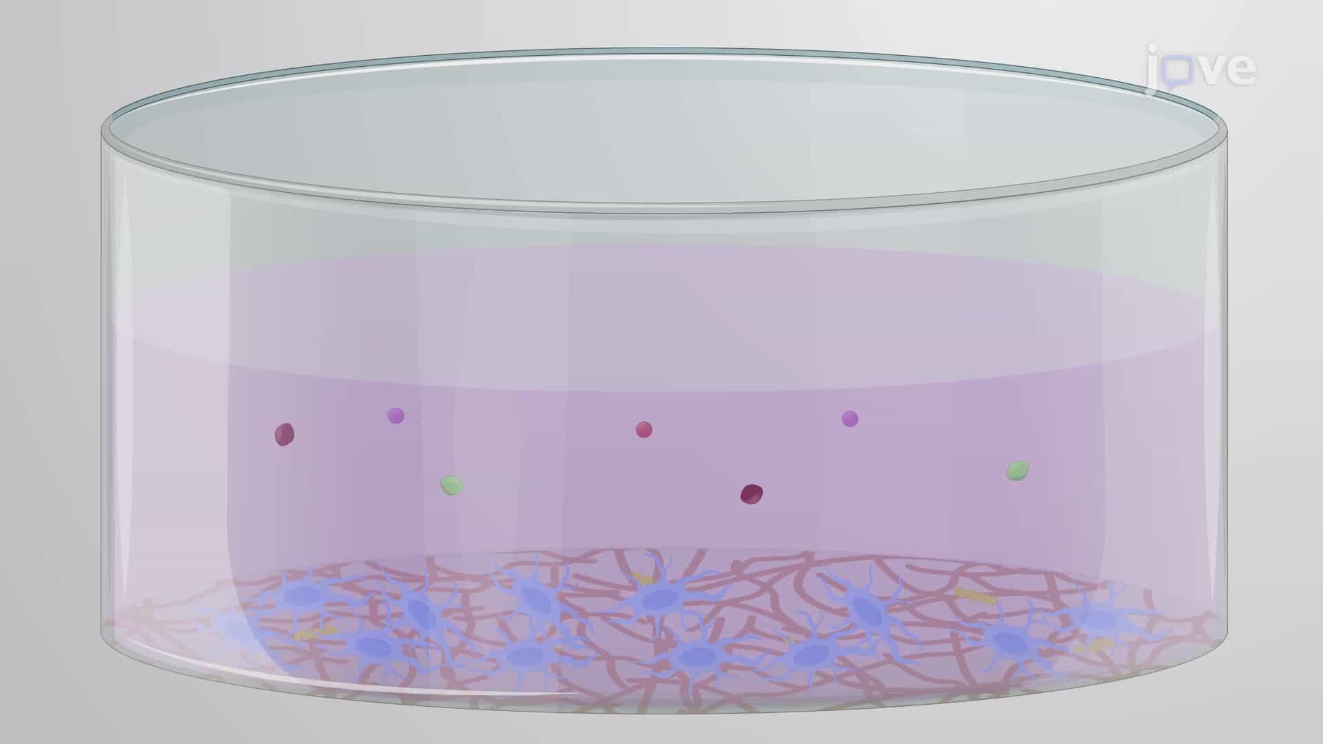 Differentiating Human Embryonic Stem Cells into Neural Progenitors