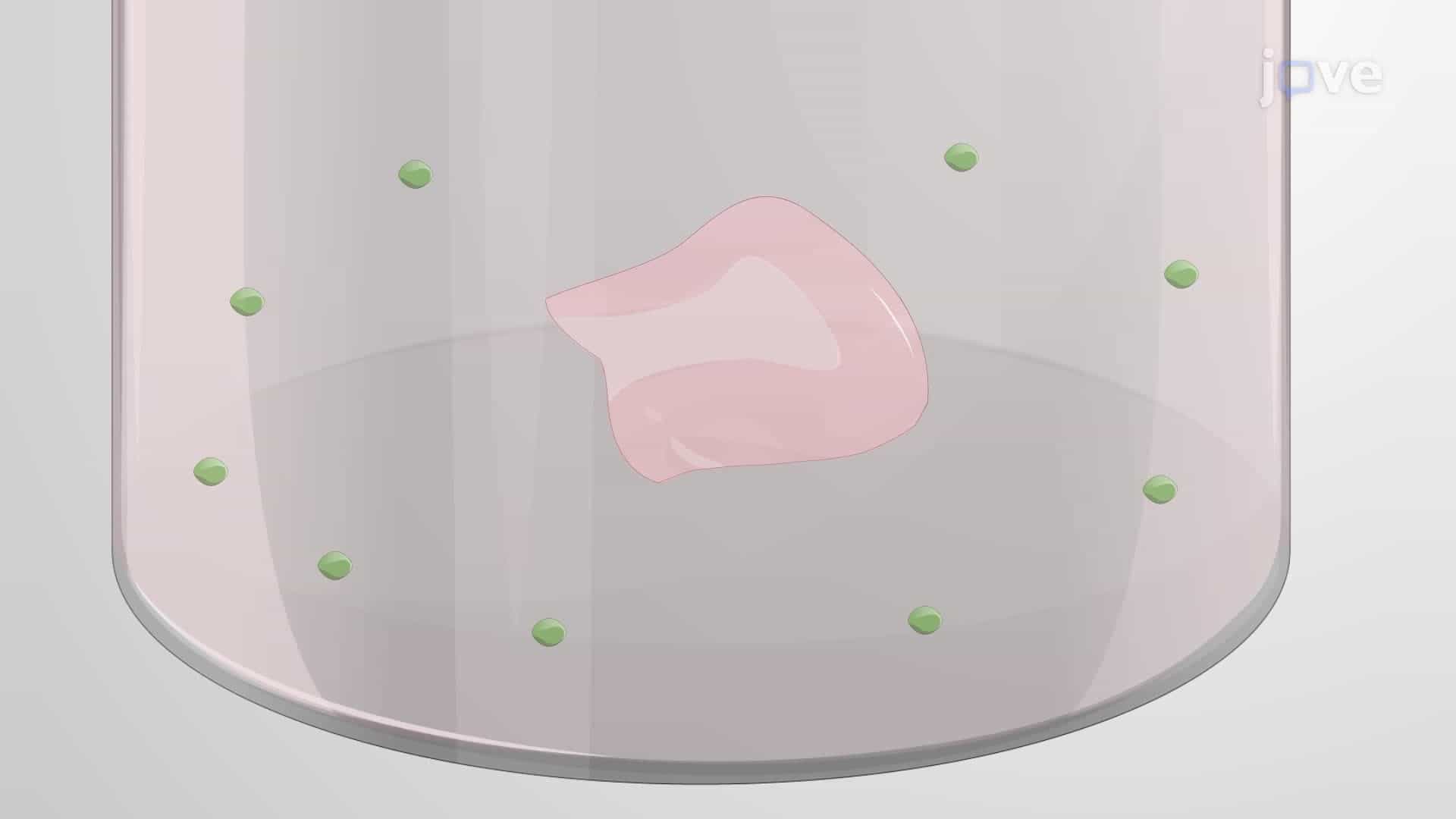 Preparing Free-Floating Slice Cultures from an Adult Human Brain