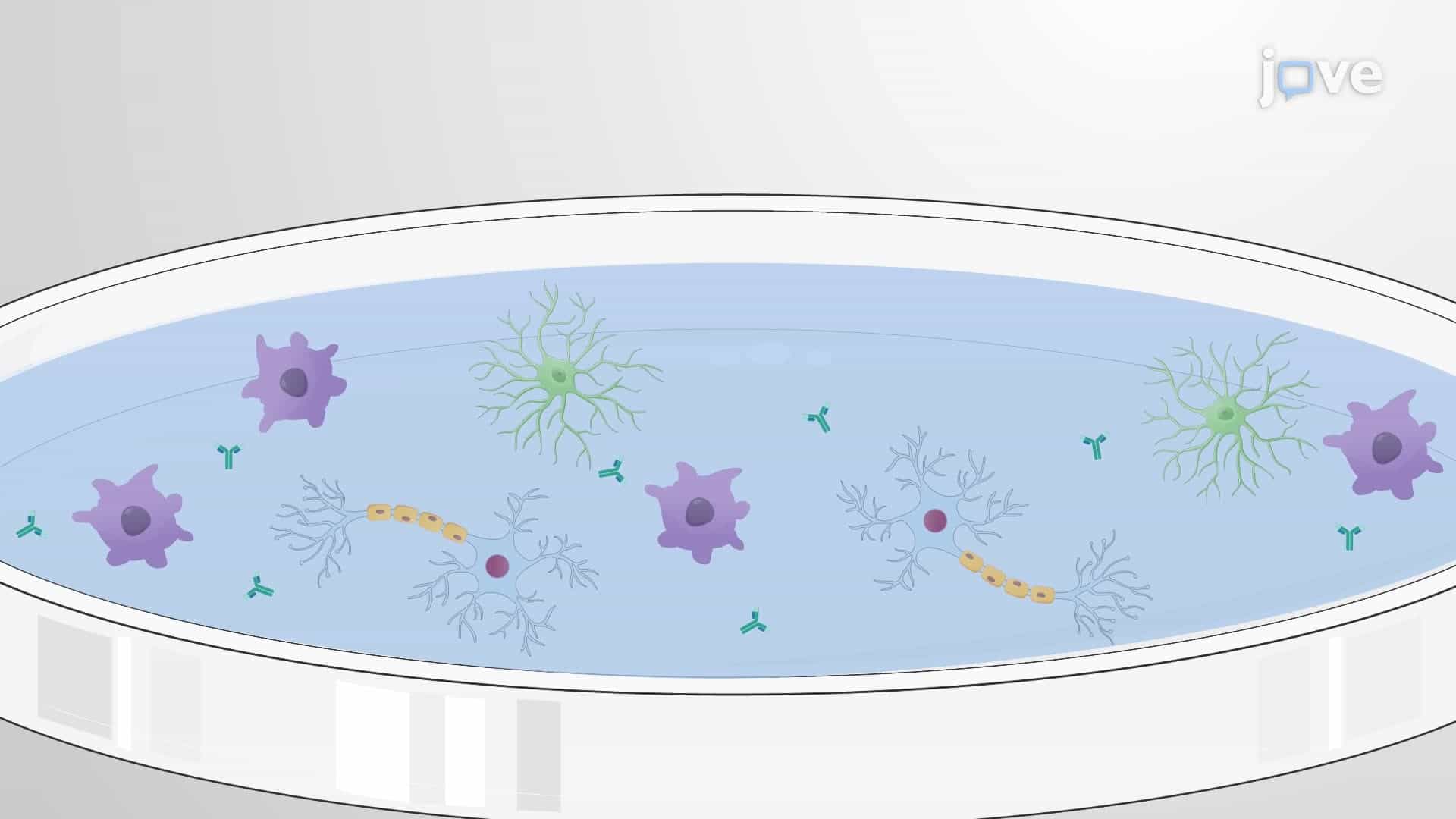 Isolation and Culture of Microglia from Rat Brains using Serum-Free Media