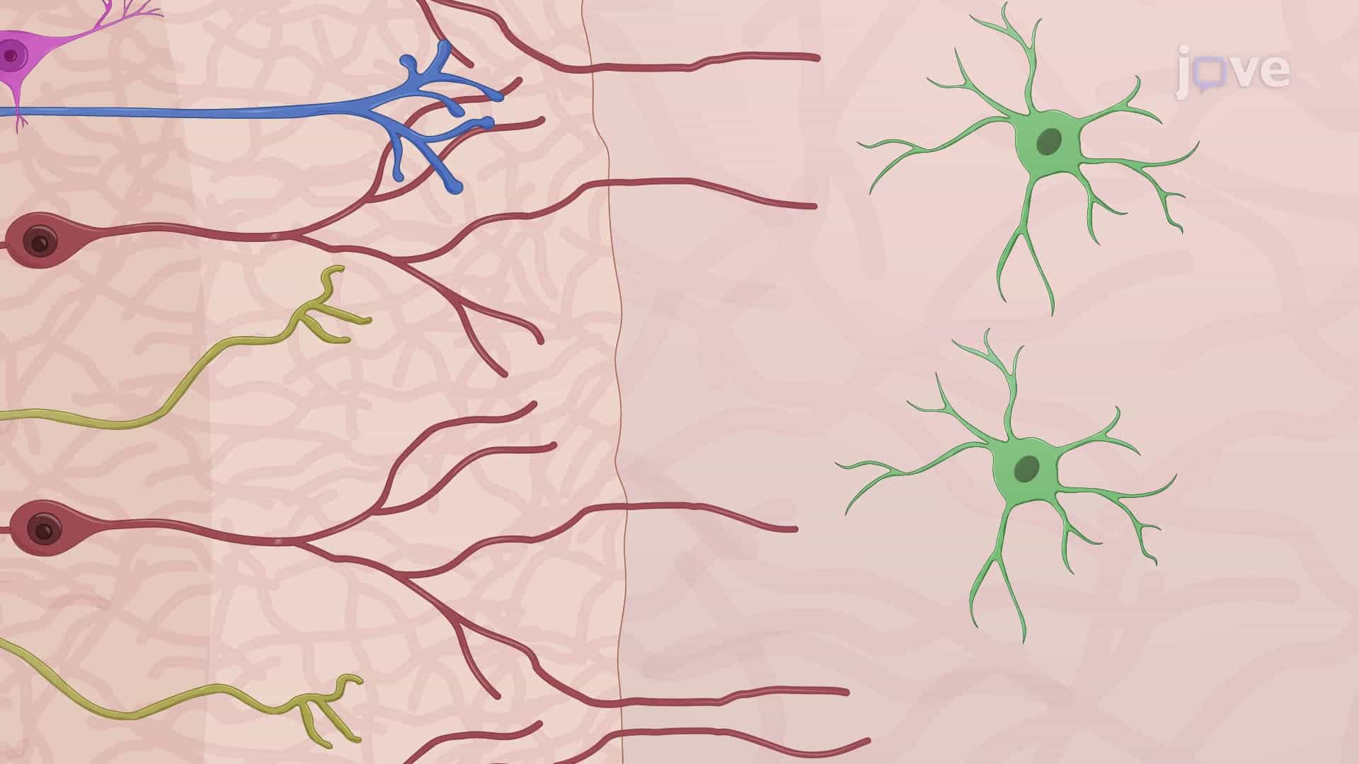 Co-culturing of Ventral Hippocampal and Nucleus Accumbens