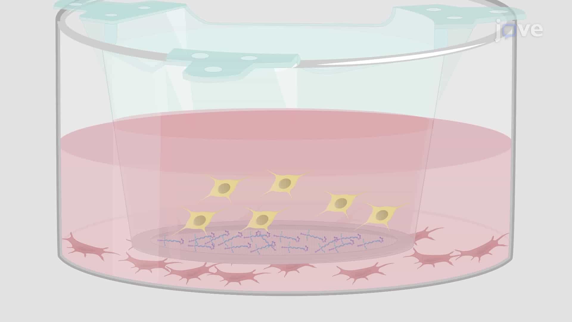Establishing a Co-Culture of Dental Pulp Cells and Trigeminal Neurons for Cross-Communication