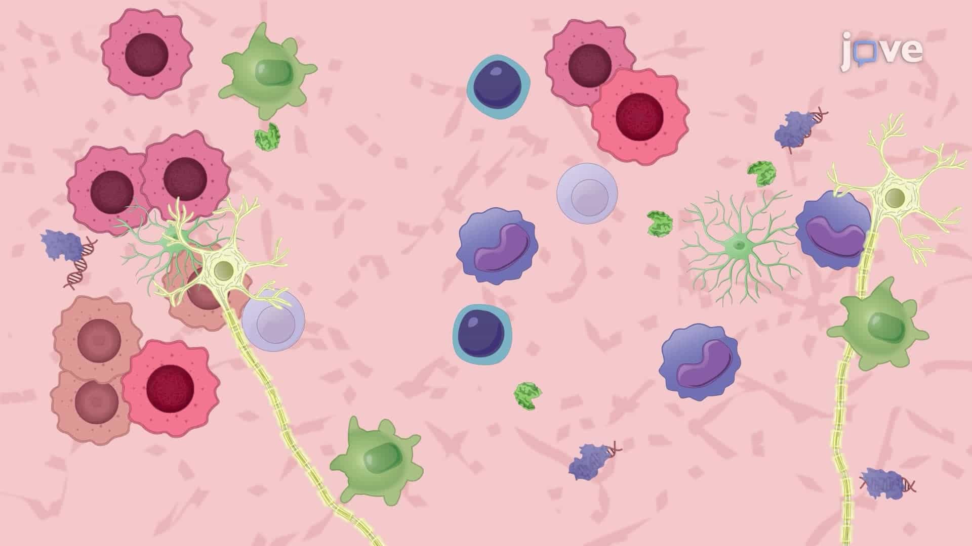 Isolating Tumor-Infiltrating Immune Cells from a Murine Brain
