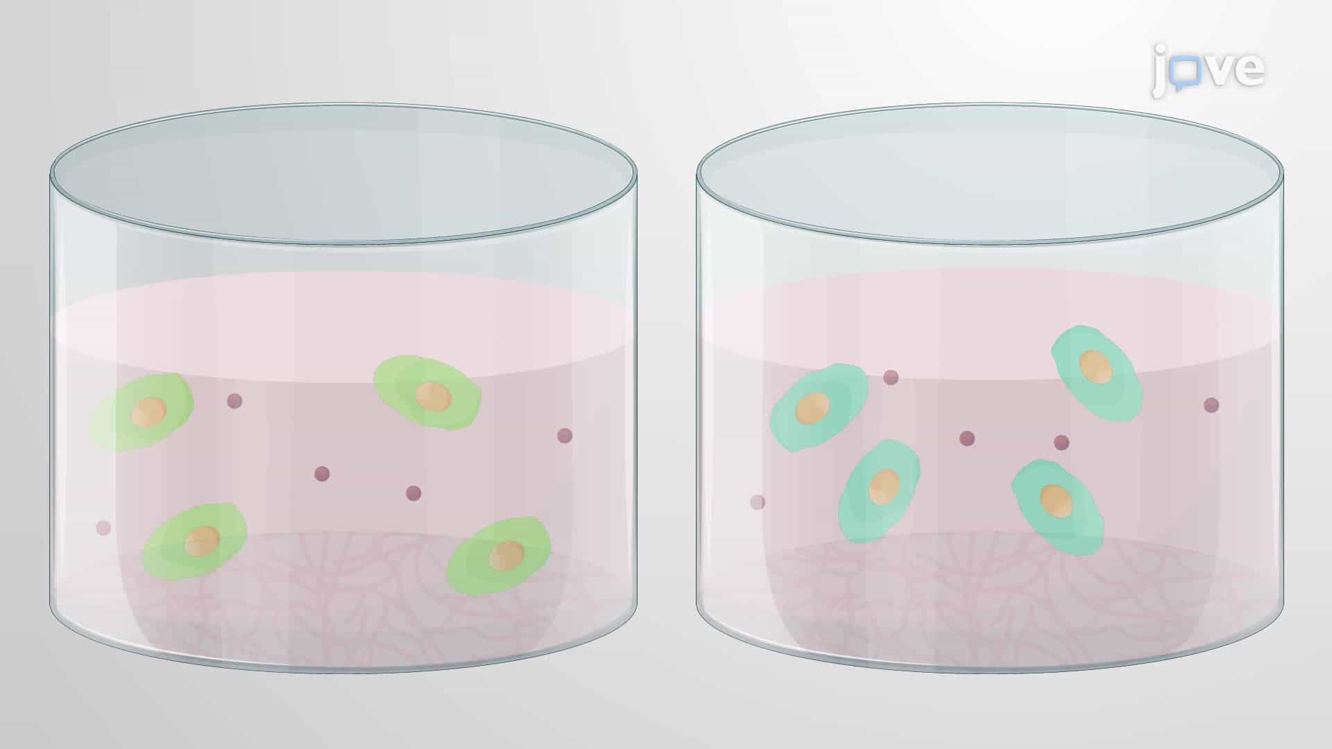 Differentiating Non-Transgenic and Transgenic Human Pluripotent Stem Cells into Neural Progenitor Cells