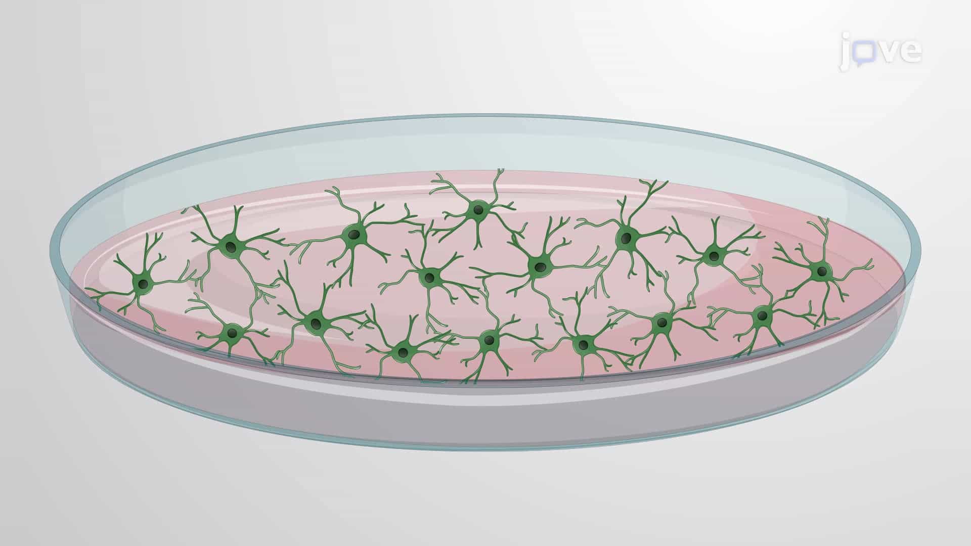 Replating Differentiated Neurons Derived from Human Pluripotent Stem Cells