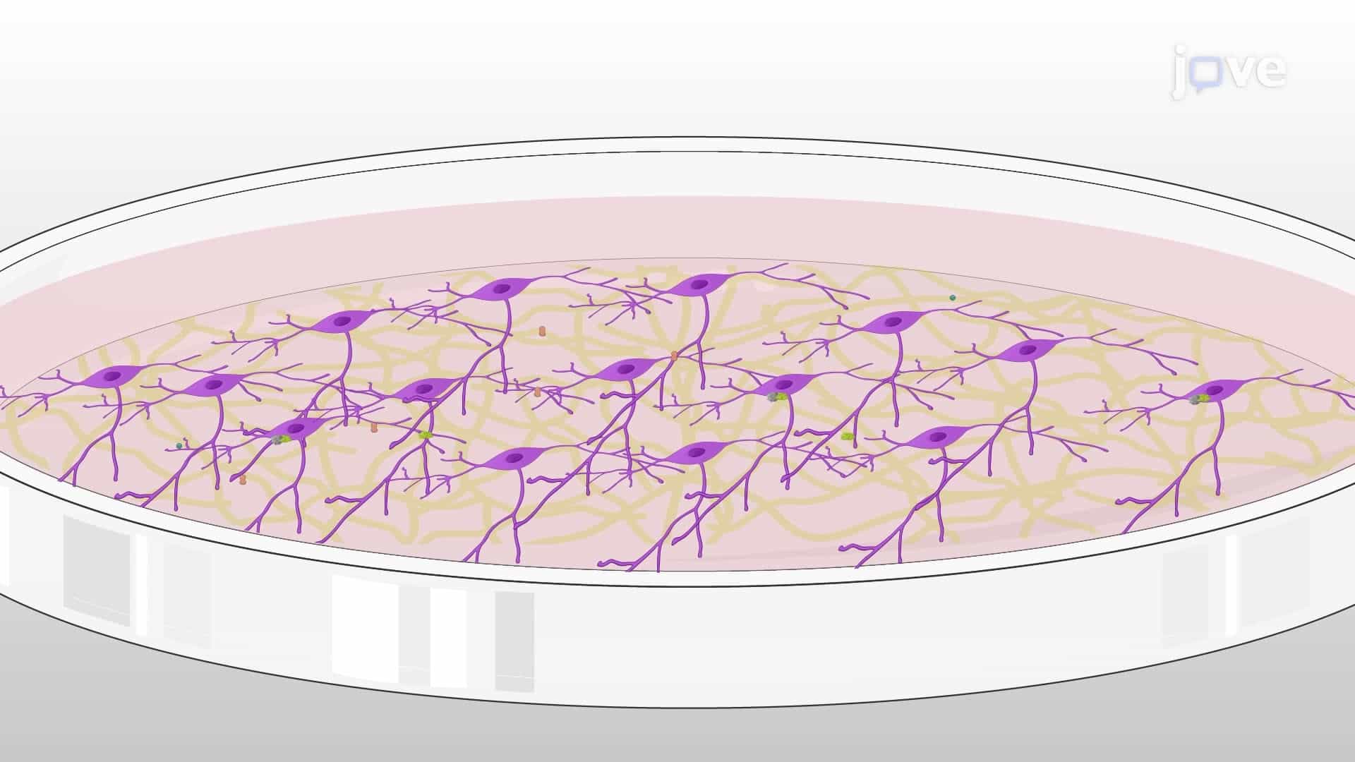 Differentiation of a Human Neuroblastoma Cell Line into Mature Neurons