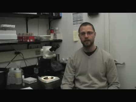 Dissection of Oenocytes from Adult Drosophila melanogaster