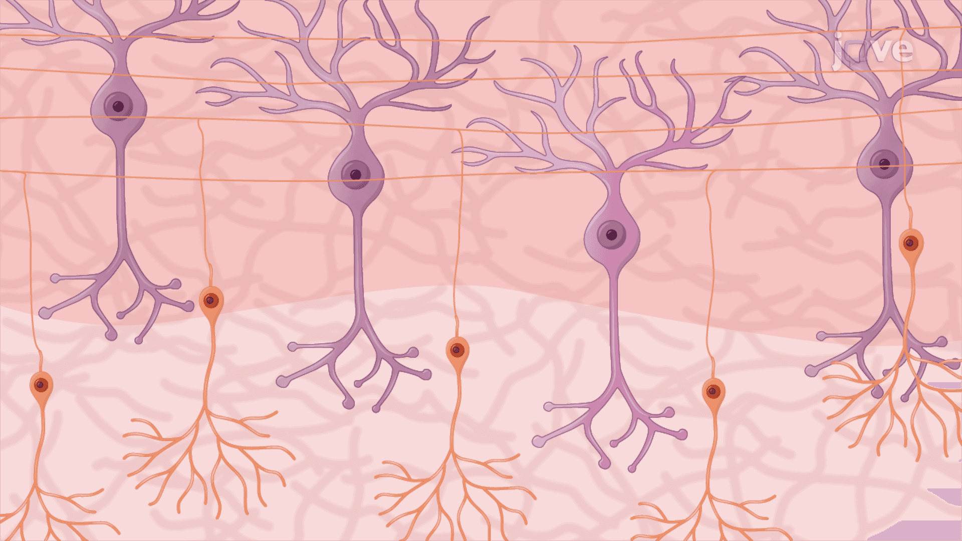 Analyzing Purkinje Cell Survival in Organotypic Cerebellar Slice Cultures