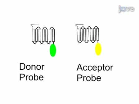 In vivo Quantification of G Protein Coupled Receptor Interactions using Spectrally Resolved Two-photon Microscopy