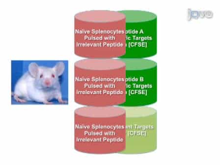 Antigen Specific In Vivo Killing Assay using CFSE Labeled Target Cells