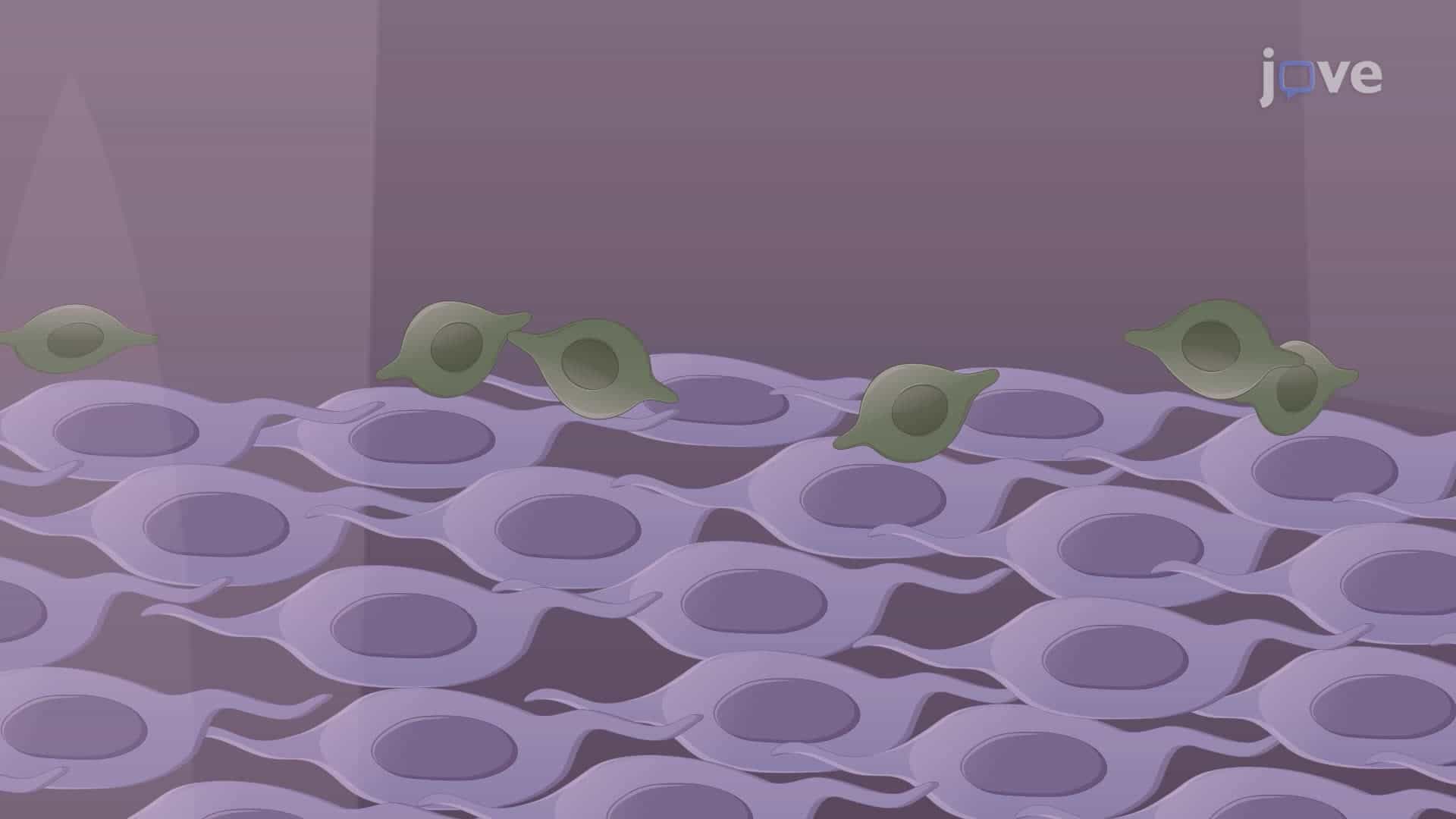 Coculturing of Retinal Ganglion Neurons with Olfactory Ensheathing Glia