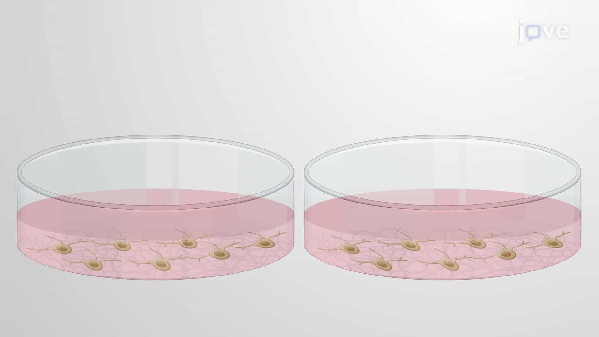 An In Vitro Transduction-Induced Myelination Assay for Oligodendrocyte Precursor Cells