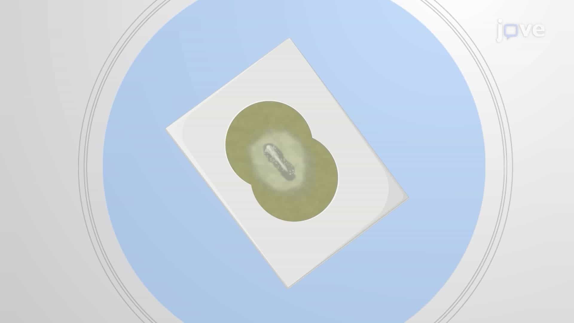 Isolating Cranial Neural Folds From a Chick Embryo for a Neural Crest Cell Culture