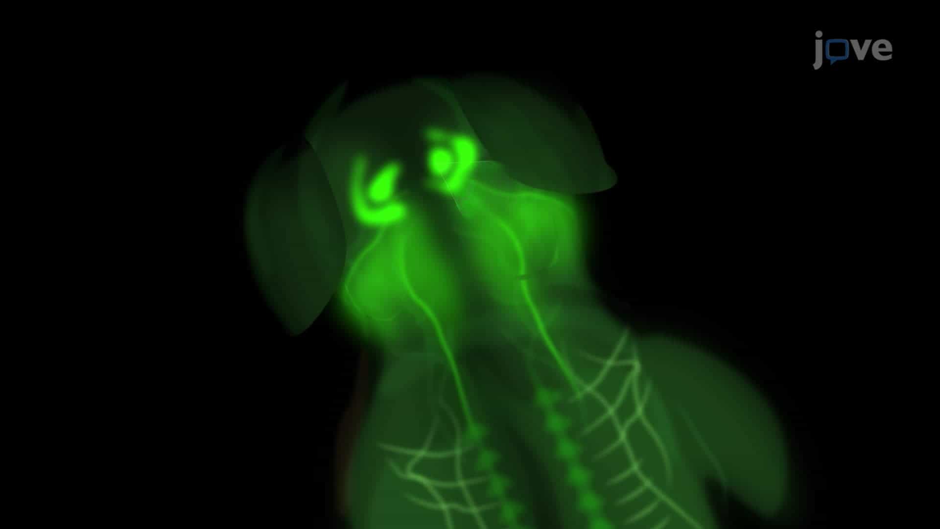 Isolation and Culture of Oculomotor, Trochlear, and Spinal Motor Neurons from a Mouse Embryo