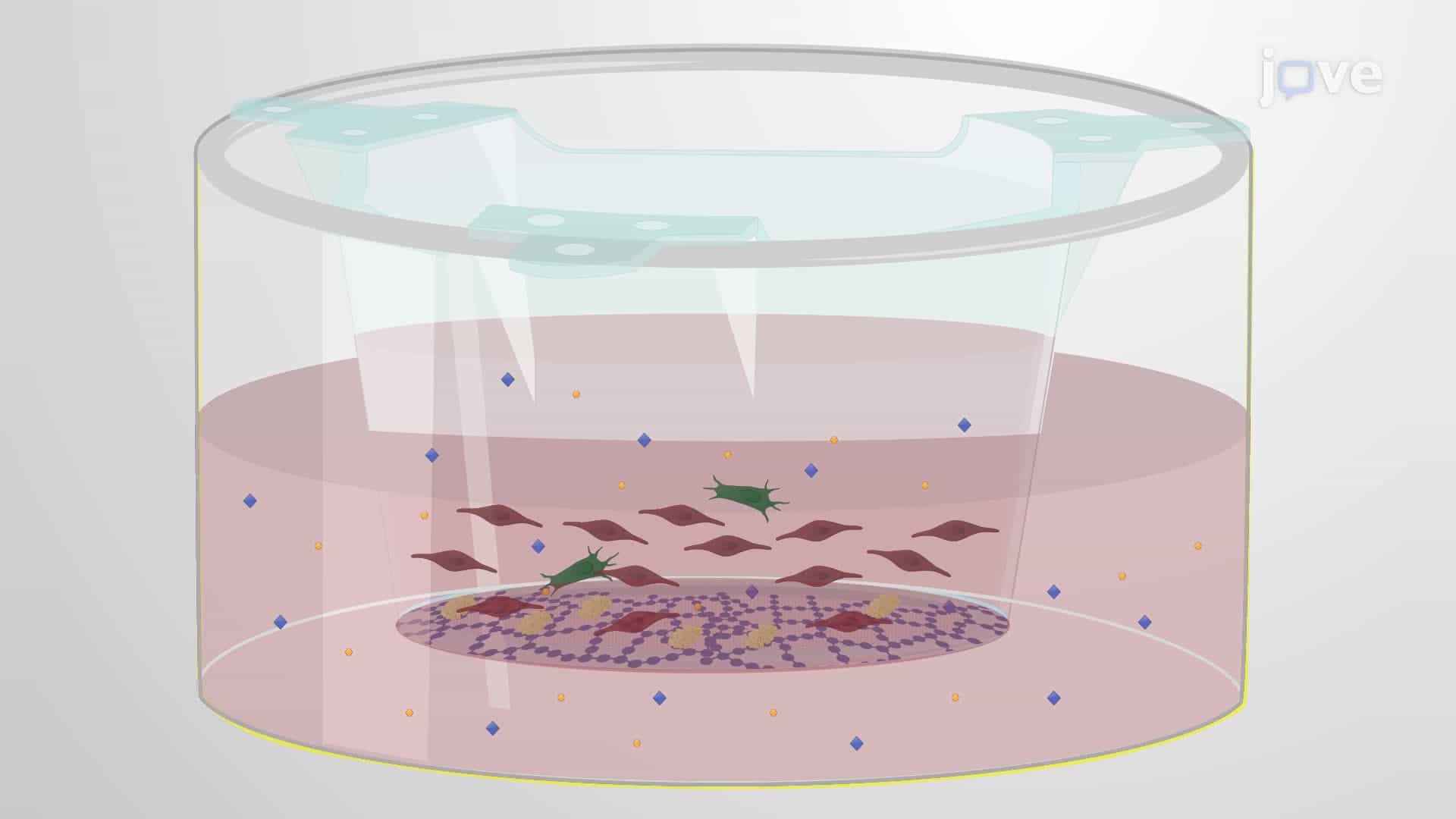 Generating Brain Endothelial Cells from Induced Pluripotent Stem Cells