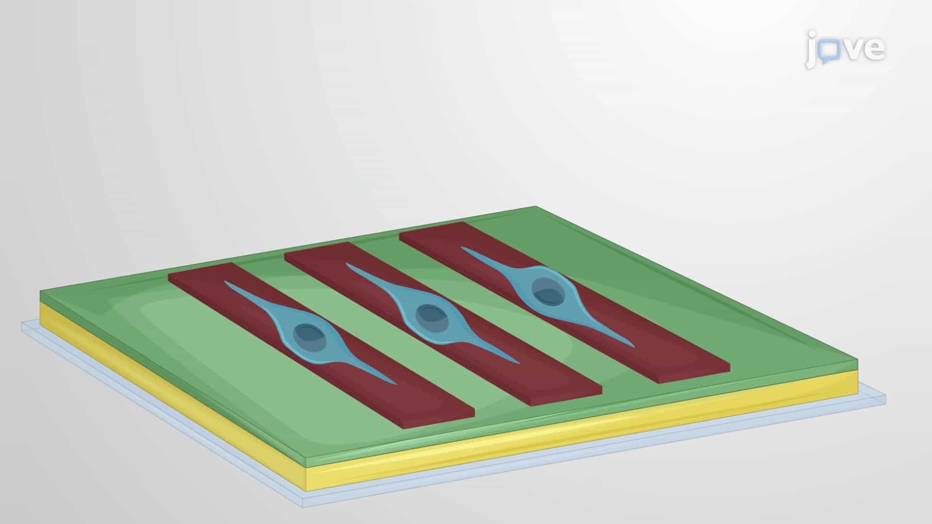 Preparation of a Micropatterned Substrate to Study Schwann Cell Phenotypes