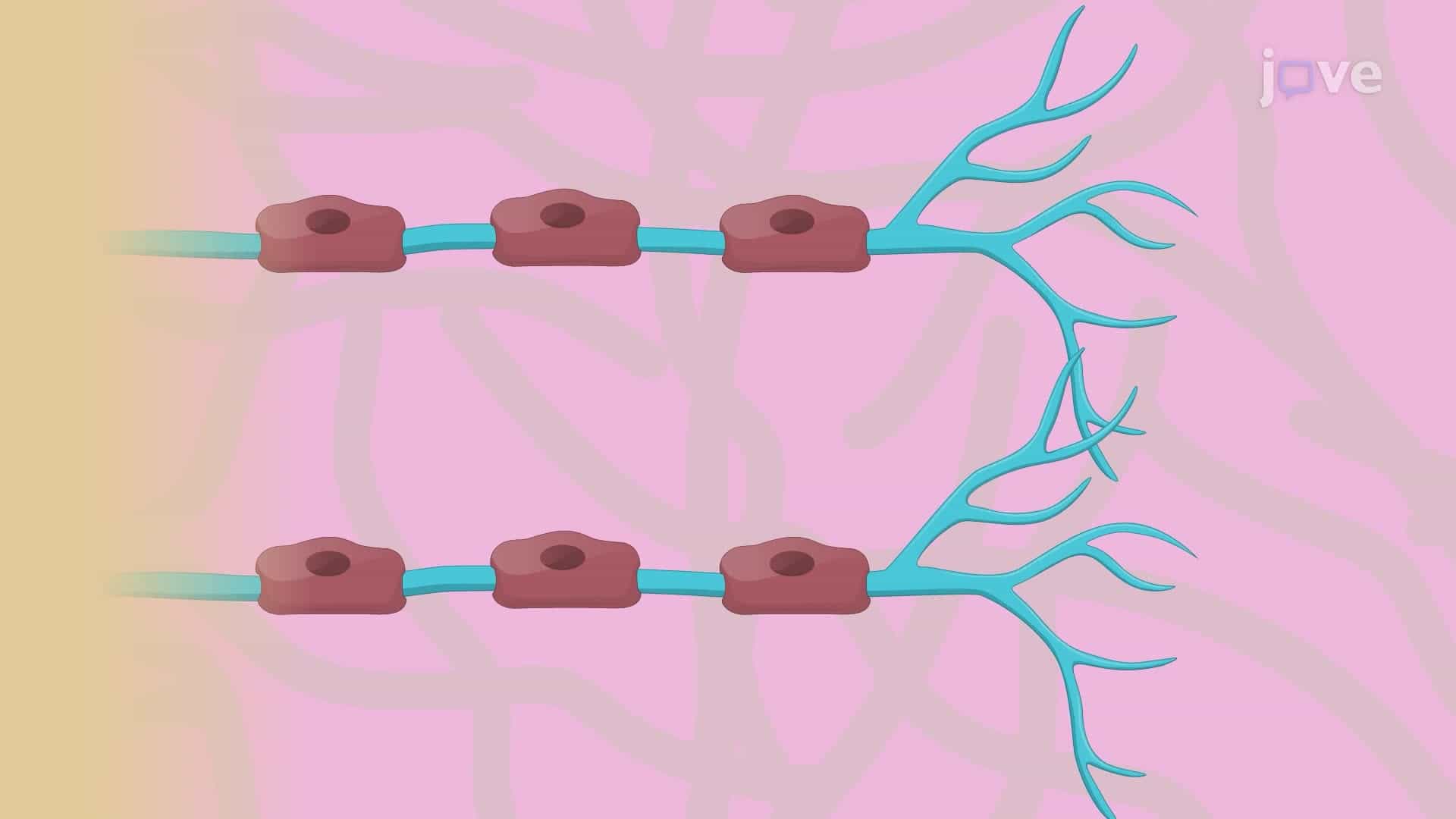 Co-culturing of a Dorsal Root Ganglion Explant with Schwann Cells for Neuron Myelination