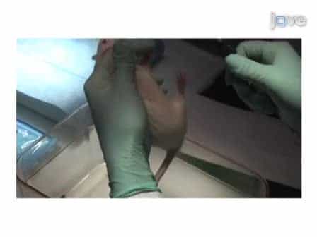 Changes in Mammary Gland Morphology and Breast Cancer Risk in Rats