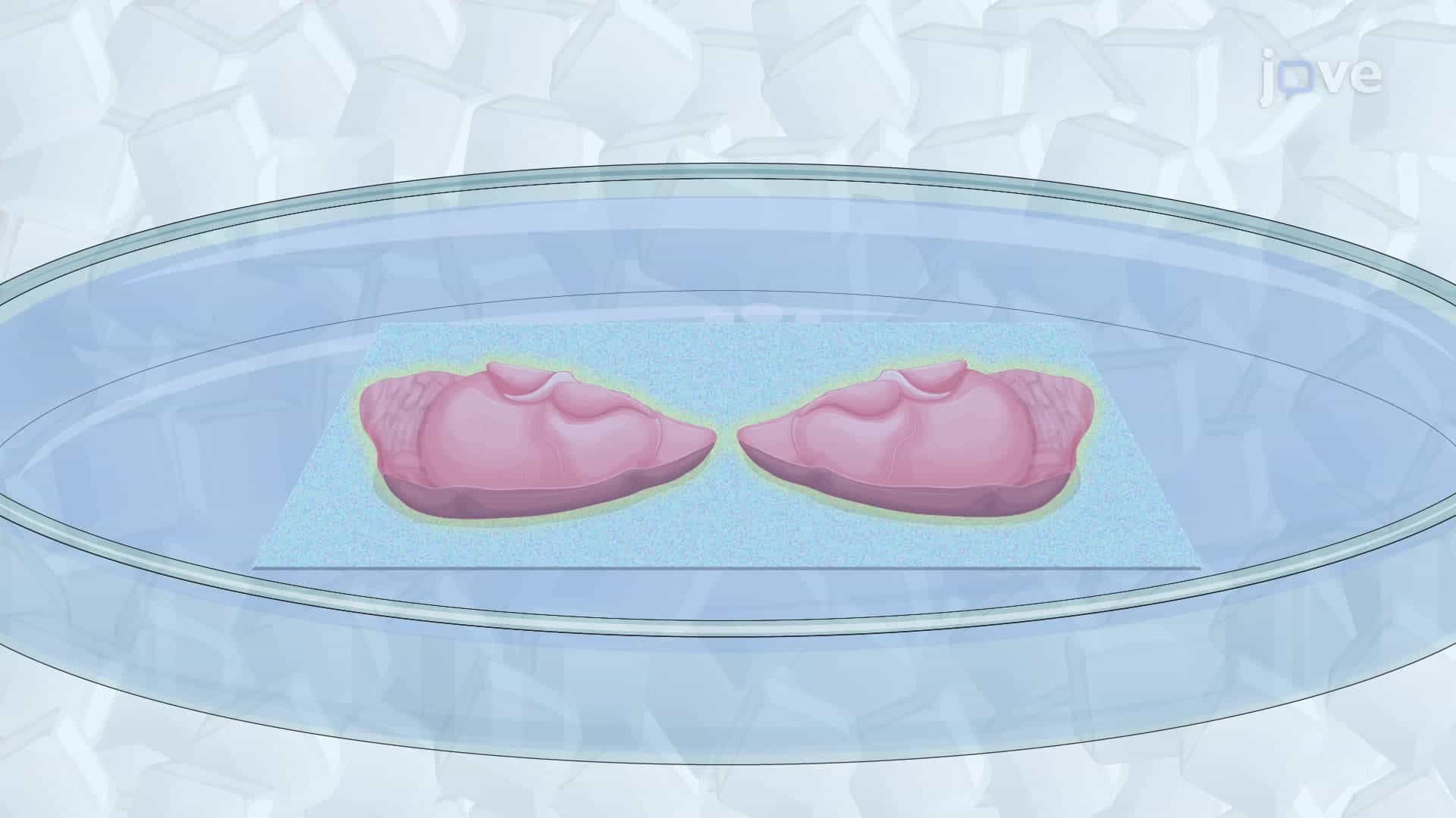 Obtaining Horizontal Mouse Hippocampal Brain Slices
