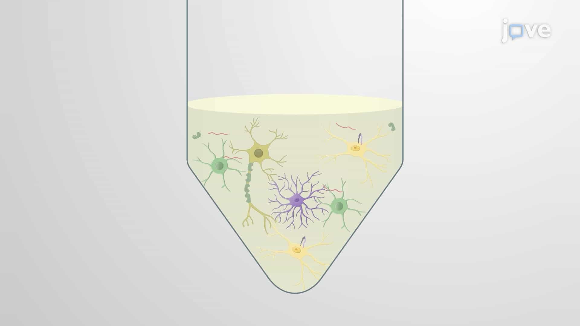 Isolating Microglia from Mouse Brain Demyelinating Lesions Using Magnetic Activated Cell Sorting