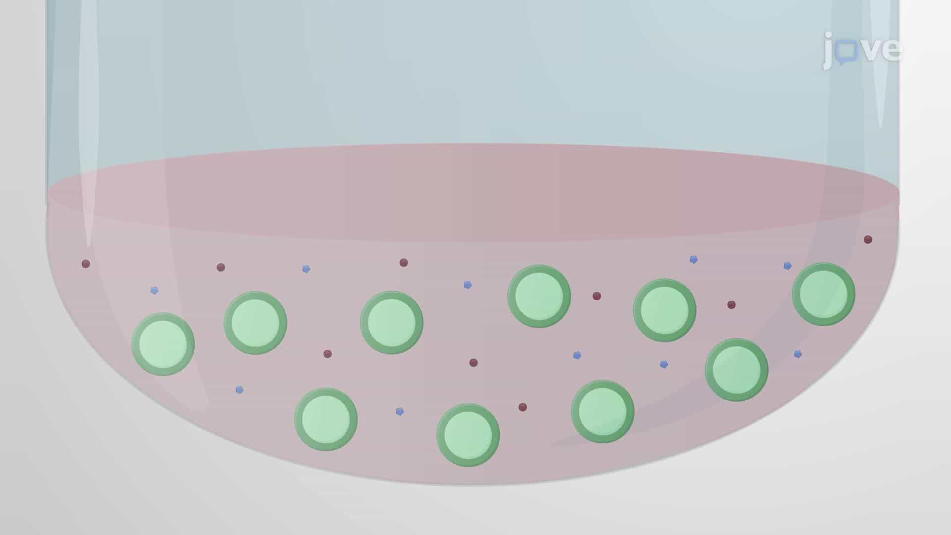 Differentiating Human-Induced Pluripotent Stem Cells into Microglia-Like Cells