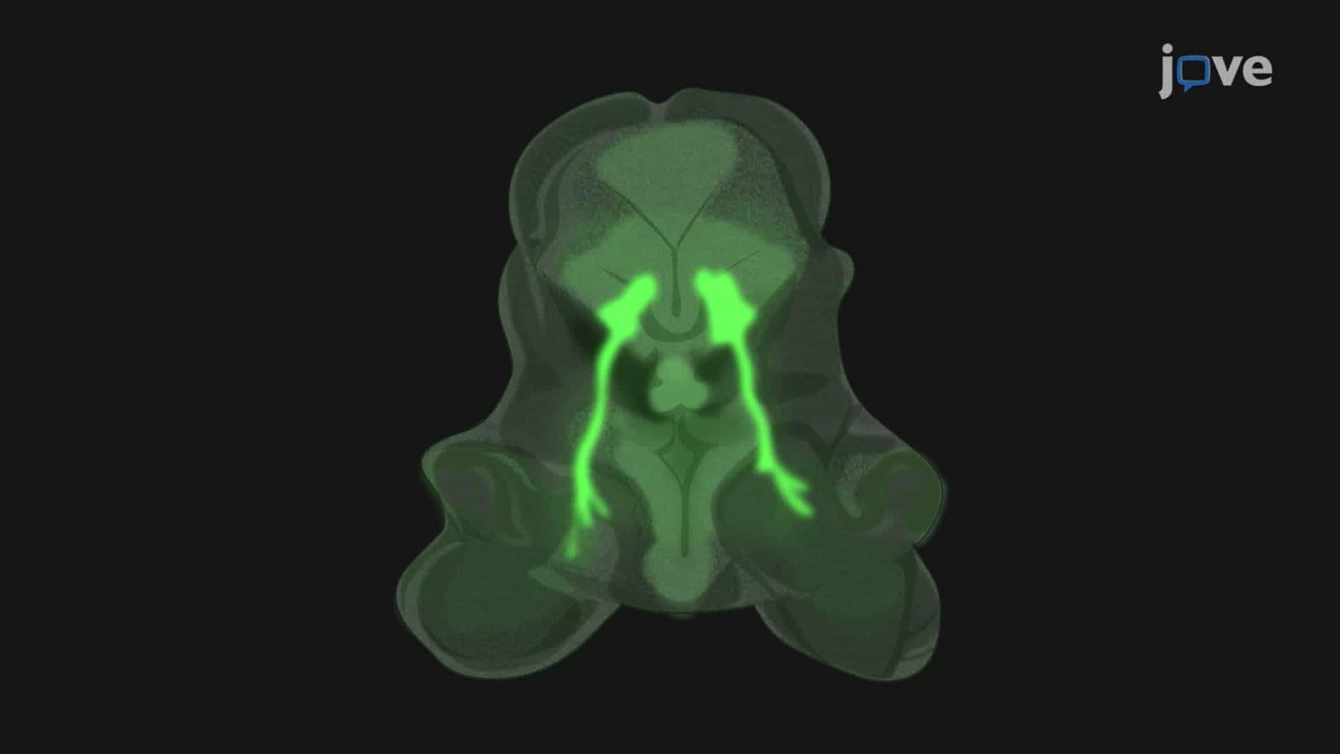 Ex Vivo Culture and Imaging of Oculomotor Slices from Transgenic Mouse Embryos