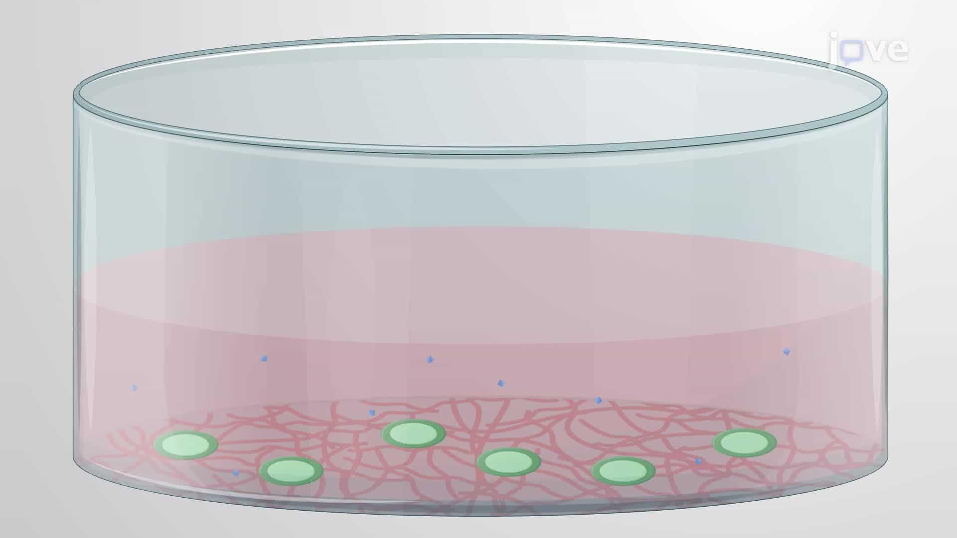 Differentiating Human-Induced Pluripotent Stem Cells into Brain Microvascular Endothelial Cells