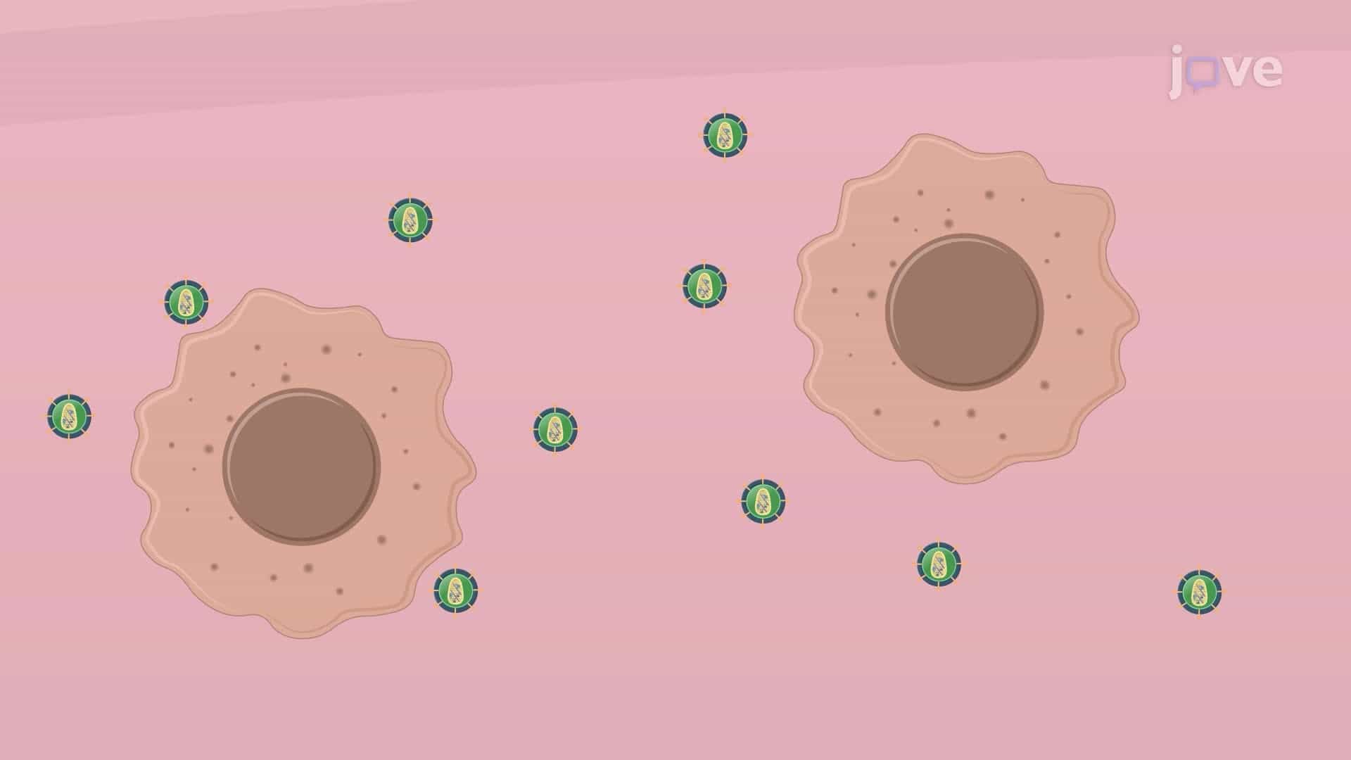 A Lentiviral Transcriptional Reporter System to Generate a Glioblastoma Stem Cell Differentiation Reporter Line