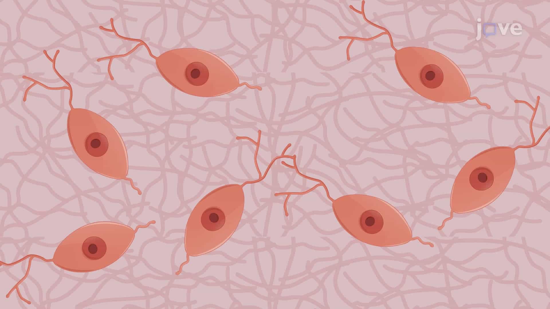Isolation and Culture of Primary Embryonic Mouse Midbrain Dopamine Neurons