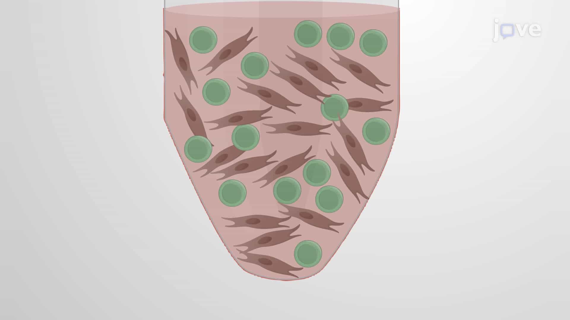 Differentiation of Induced Pluripotent Stem Cells into Neural Progenitor Cells