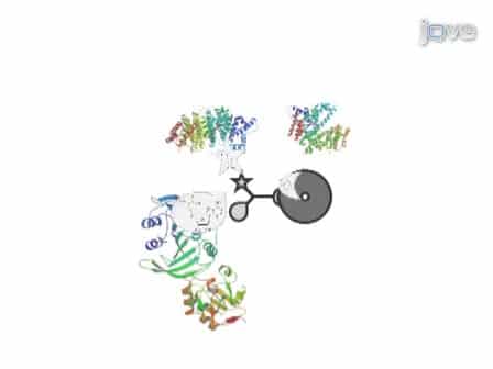 Profiling of Methyltransferases and Other S-adenosyl-L-homocysteine-binding Proteins by Capture Compound Mass Spectrometry CCMS
