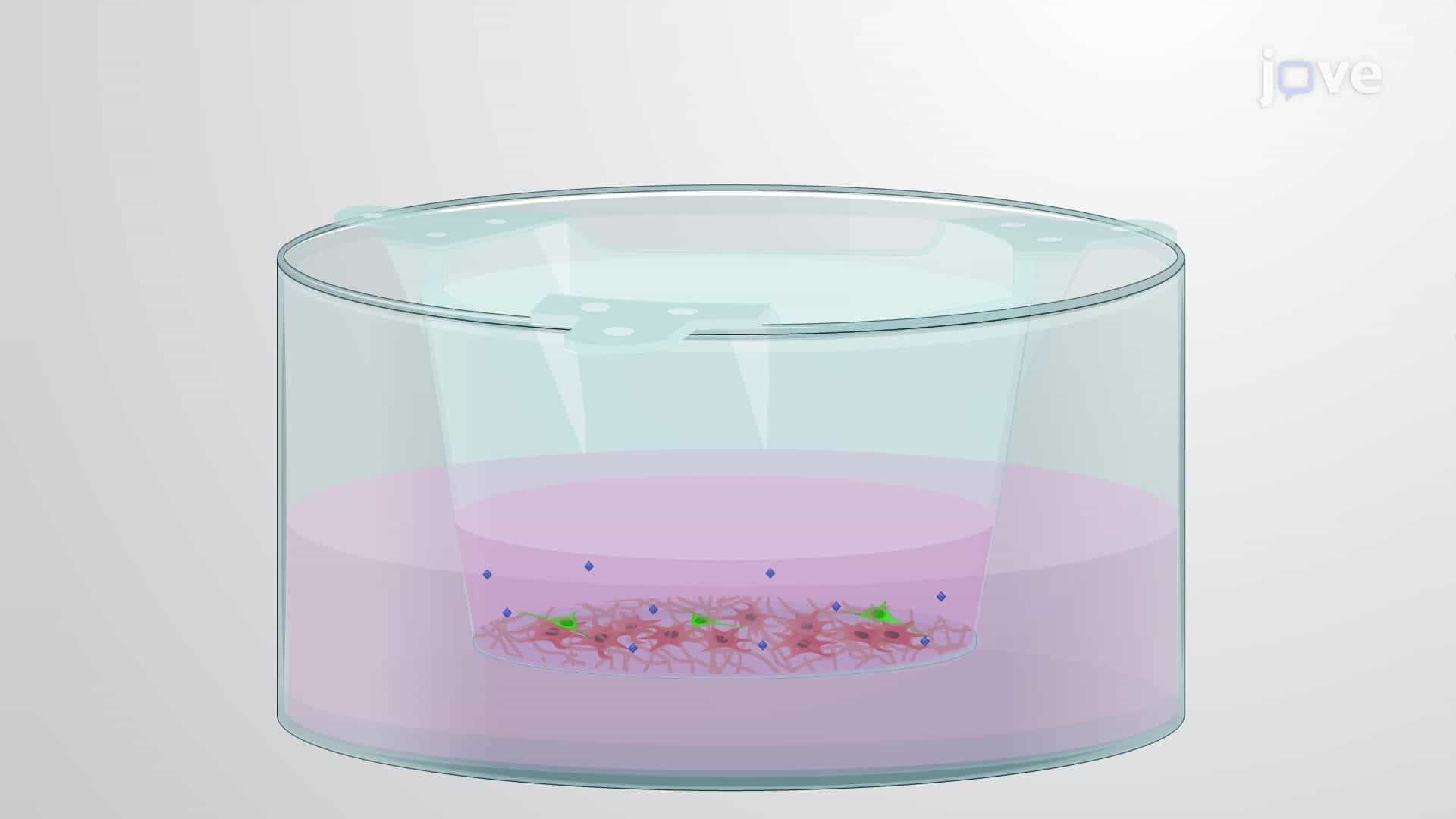 Generating a 3D Co-Culture Model of Human Corneal Fibroblasts and Neurons