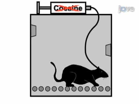 A Procedure for Studying the Footshock-Induced Reinstatement of Cocaine Seeking in Laboratory Rats