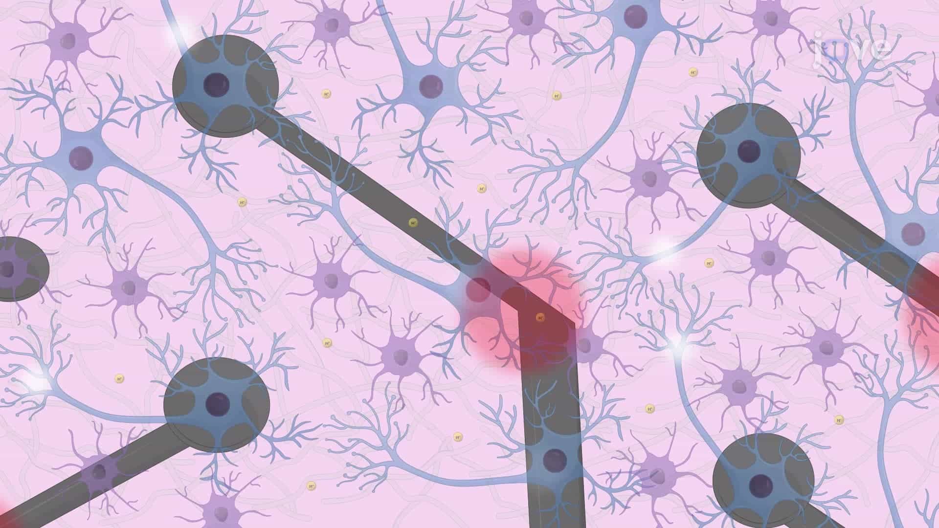 Measuring the Electrophysiological Activity of Neuronal Networks Using Micro-Electrode Arrays
