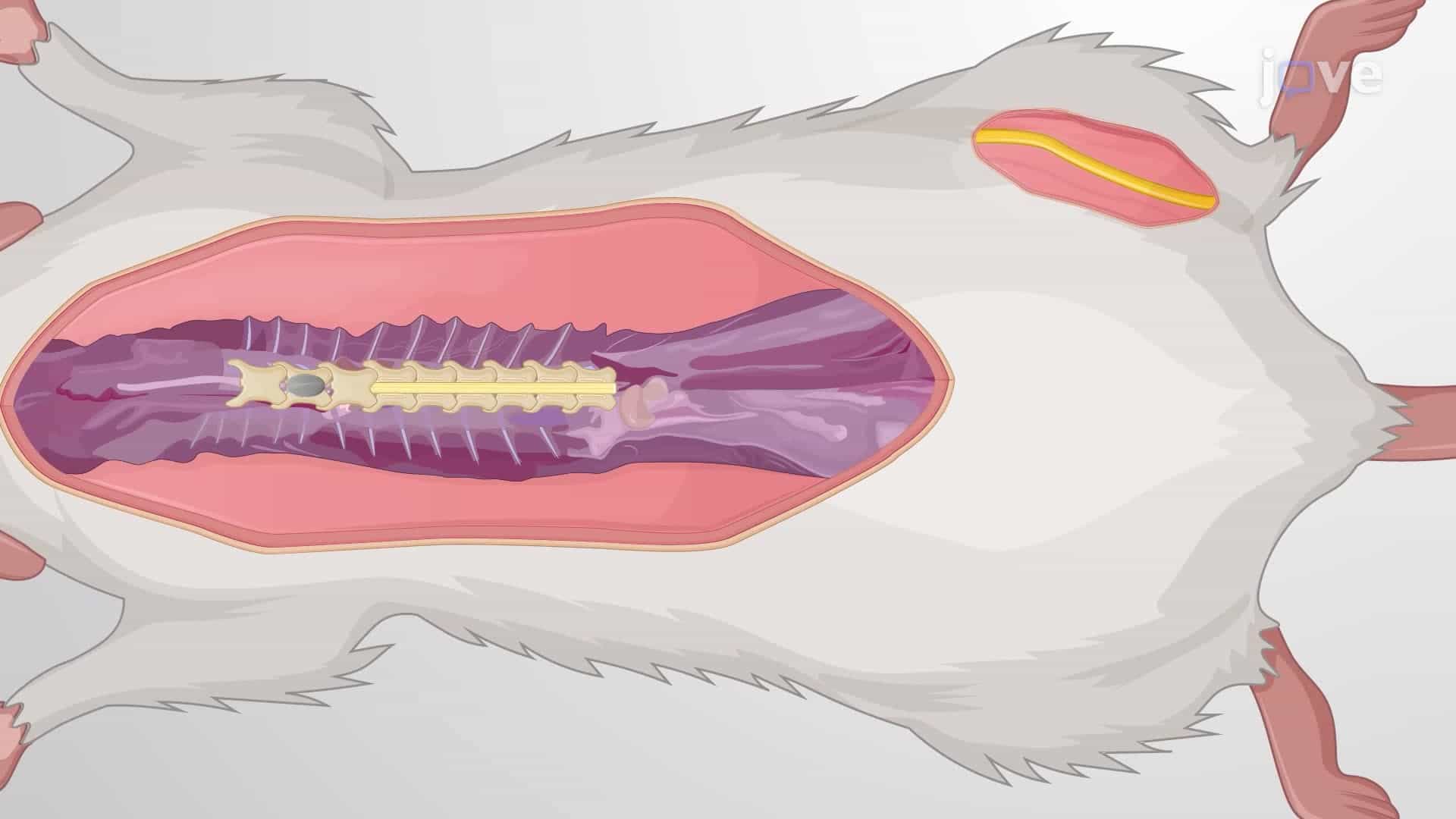 Trans-Spinal Direct Current Stimulation of a Rat's Spinal Motoneuron