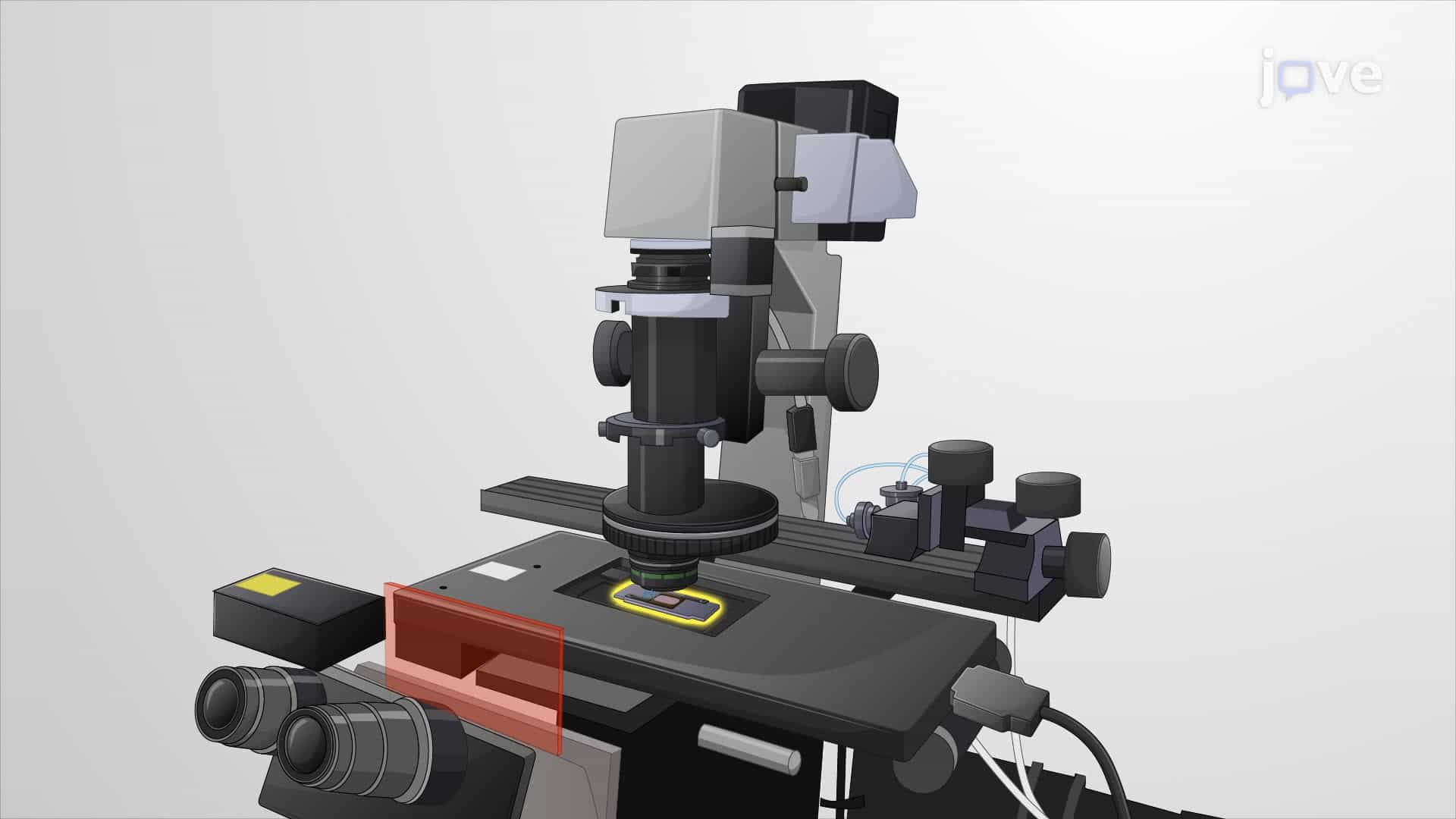 Detecting Hydrogen Peroxide Levels in Cultured Neurons Through Live-Cell Fluorescence Imaging
