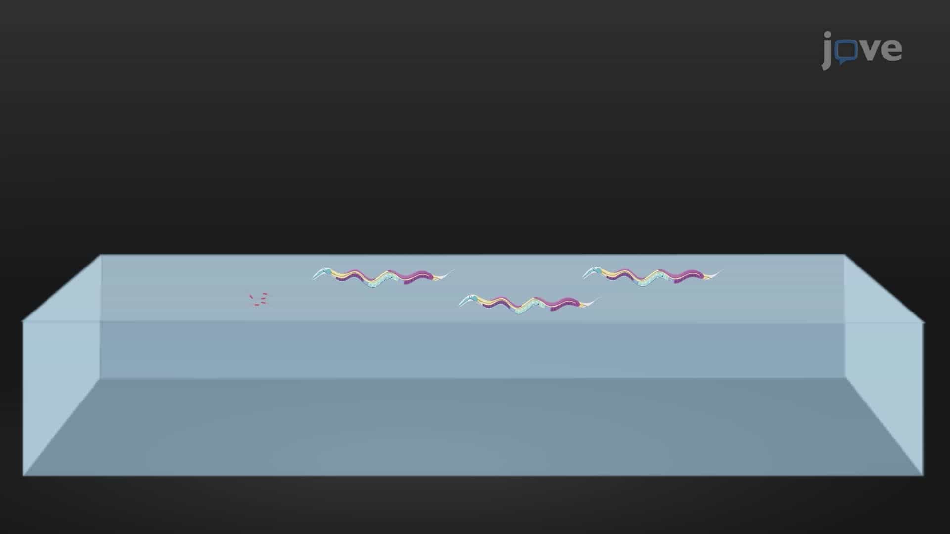 Calcium Imaging in Individual Neurons Regulating Egg-Laying Behavior in Caenorhabditis elegans