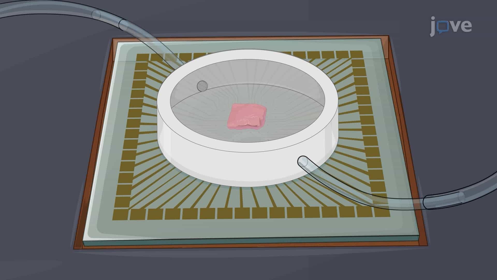 Recording Neural Activity of Unfolded Hippocampal Tissue Using Penetrating Microelectrode Array