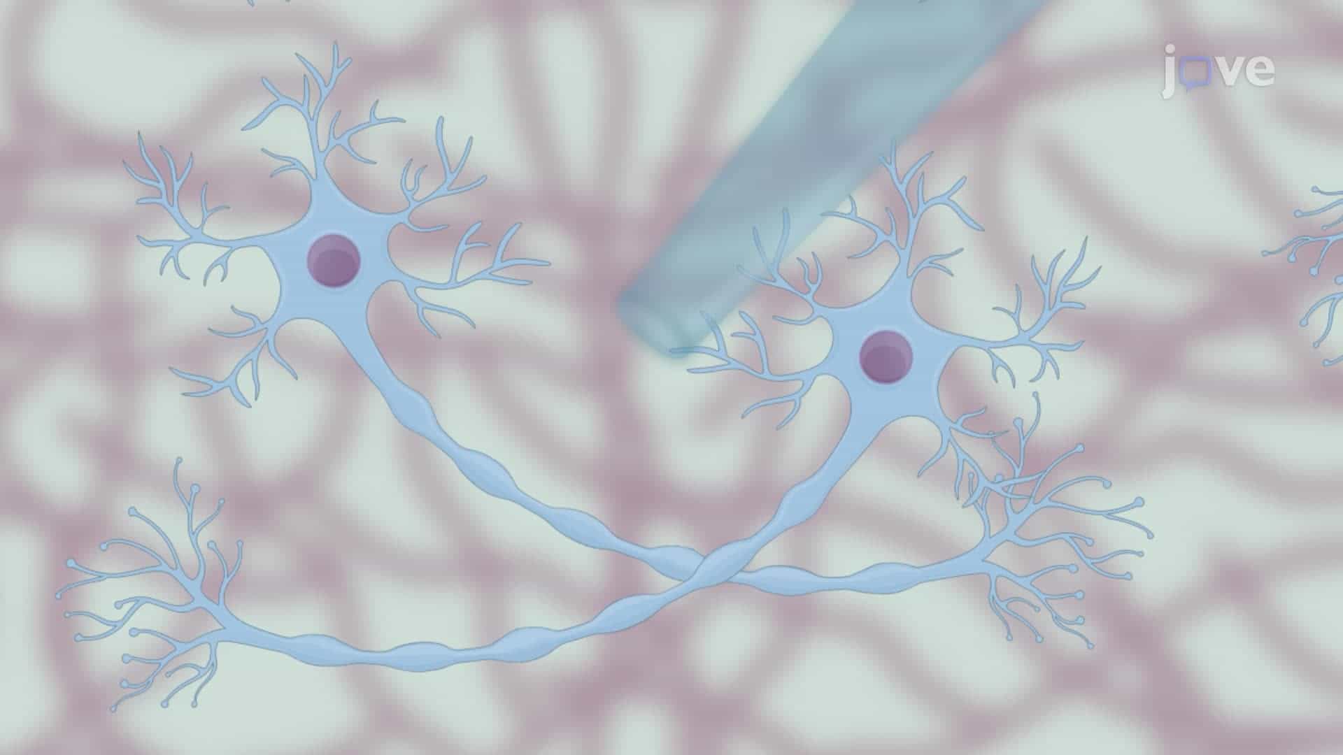 Inducing Axonal Varicosities with a Micromechanical Stimulus on Neurons