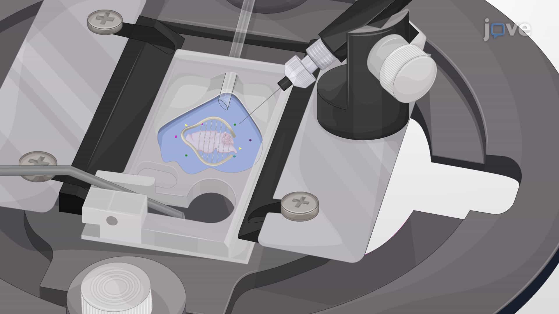Recording Gamma Band Oscillations From Pedunculopontine Nucleus Neurons in a Brain Slice
