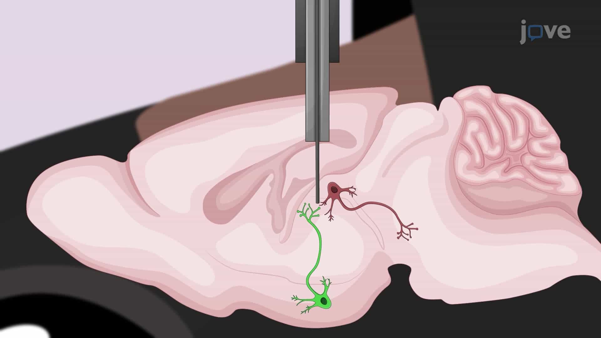 Recording Neural Activity in Freely Moving Mice Using Fiber Photometry