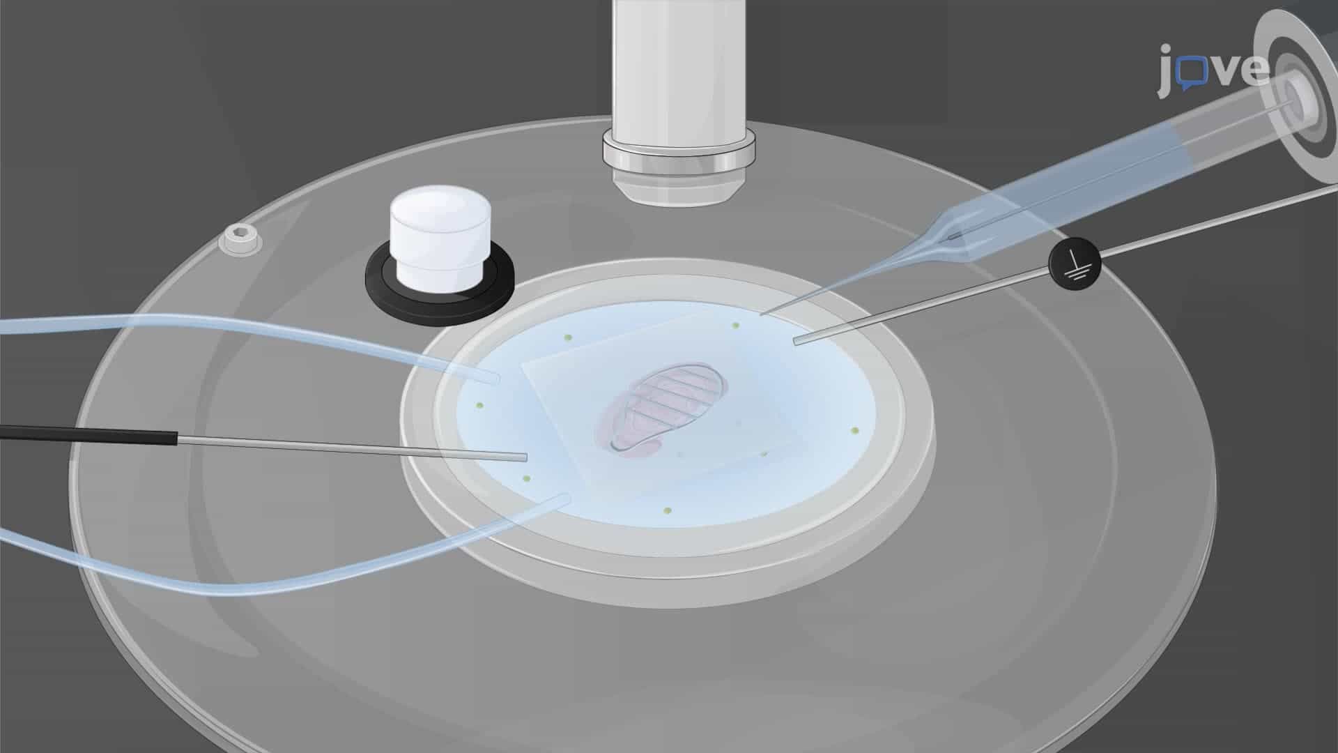 Determining a Test Growth Hormone Effect on Kisspeptin Neurons using a Whole-Cell Patch Clamp