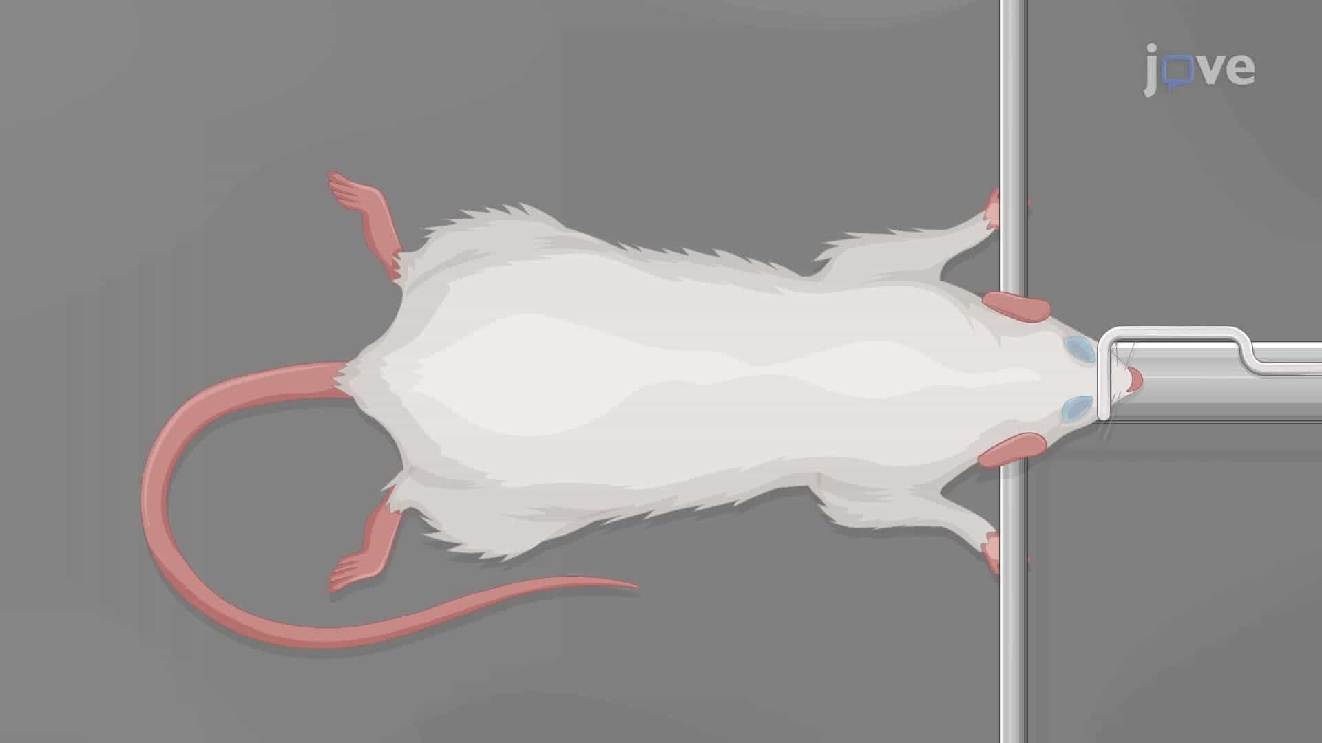 Recording Changes in Renal Sympathetic Nerve Activity in Response to Arterial Pressure in Rats