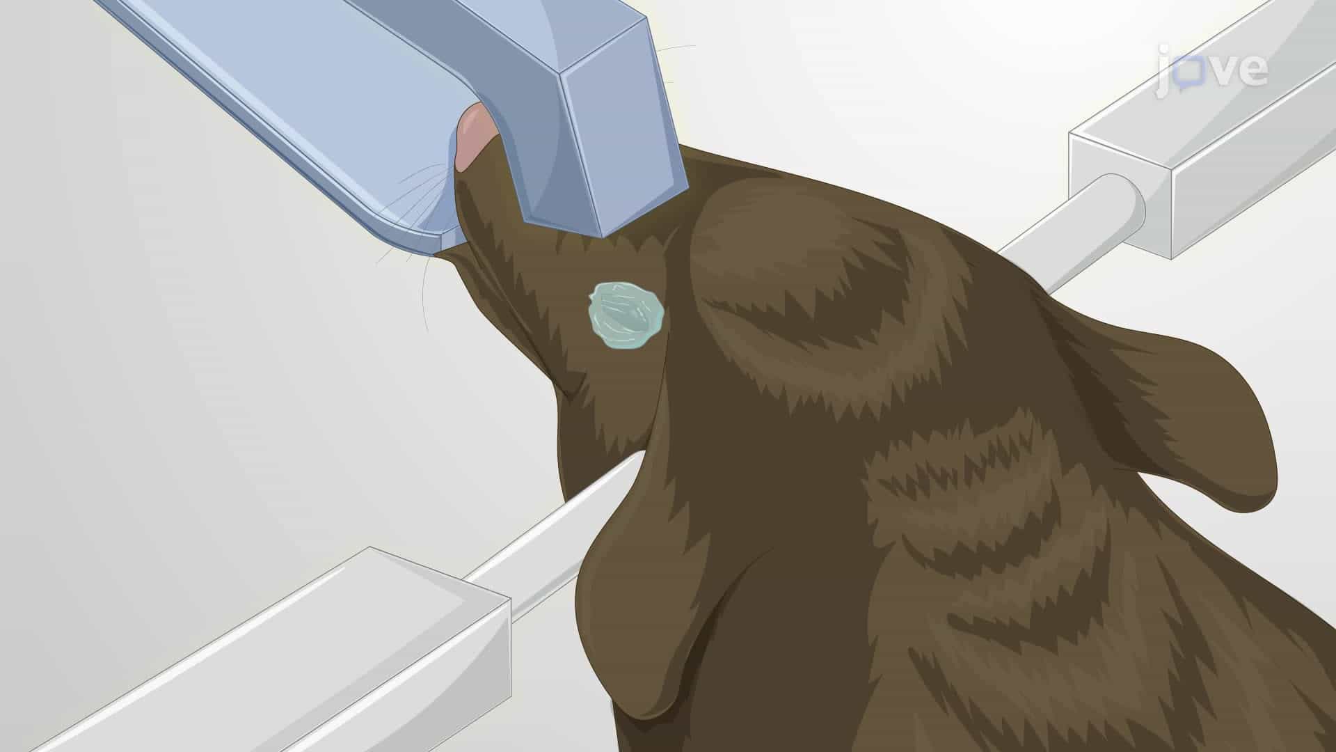 Recording of Local Field Potential from Both Hemispheres of the Mouse Brain