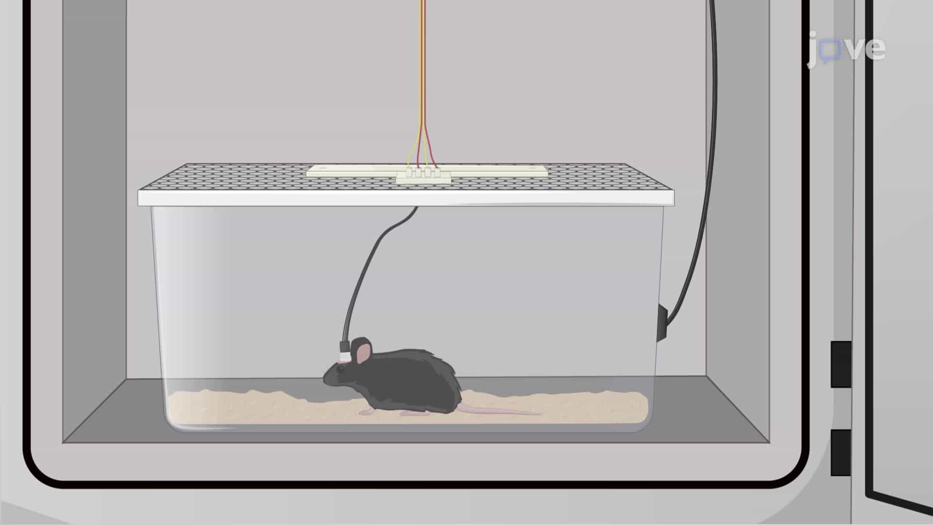 Analyzing Sleep Behavior in Mice through Electroencephalogram and Electromyogram Recordings
